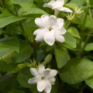 Jasmine Plant - Fragrant Climbing Vine - 4-9 Inch Live Plant