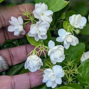 Jasmine Plant - Fragrant Climbing Vine - 4-9 Inch Live Plant