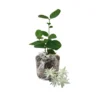 Double Jasmine Plant Live - Arabian Jasmine Flowering Vine 4-9 Inch - Well Rooted Houseplant