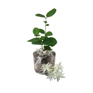 Double Jasmine Plant Live - Arabian Jasmine Flowering Vine 4-9 Inch - Well Rooted Houseplant