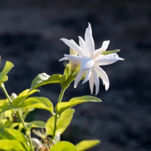 Double Jasmine Plant Live - Arabian Jasmine Flowering Vine 4-9 Inch - Well Rooted Houseplant