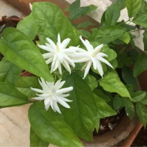 Double Jasmine Plant Live - Arabian Jasmine Flowering Vine 4-9 Inch - Well Rooted Houseplant