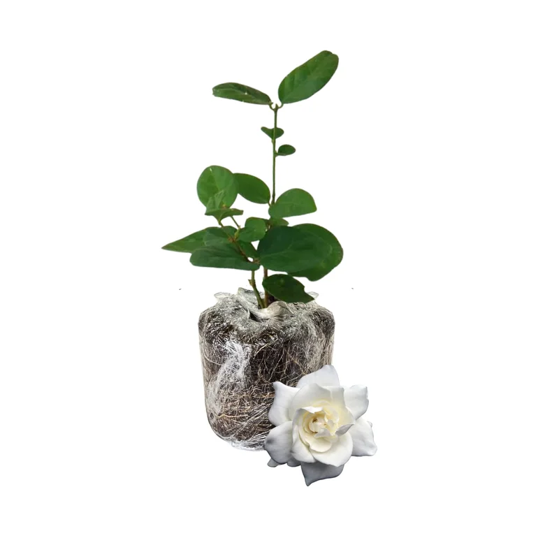 Climbing Jasmine Plant - Live Gardenia Vine, 4-9 Inch, Indoor Outdoor Houseplant