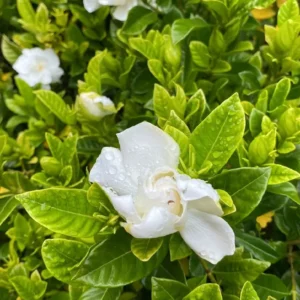 Climbing Jasmine Plant - Live Gardenia Vine, 4-9 Inch, Indoor Outdoor Houseplant