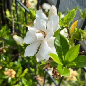 Climbing Jasmine Plant - Live Gardenia Vine, 4-9 Inch, Indoor Outdoor Houseplant