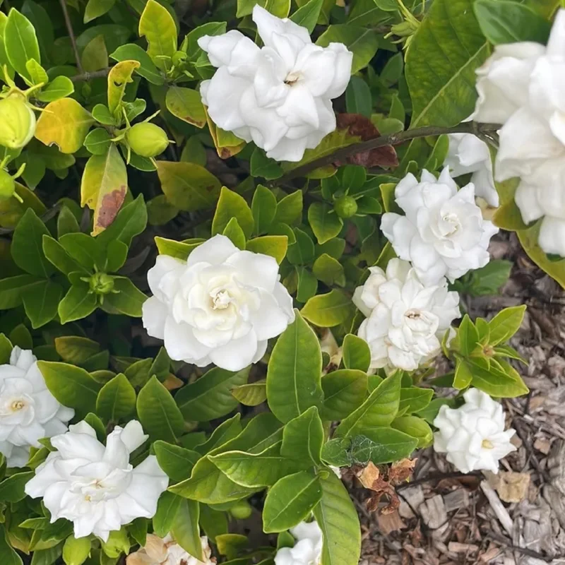 Climbing Jasmine Plant - Live Gardenia Vine, 4-9 Inch, Indoor Outdoor Houseplant