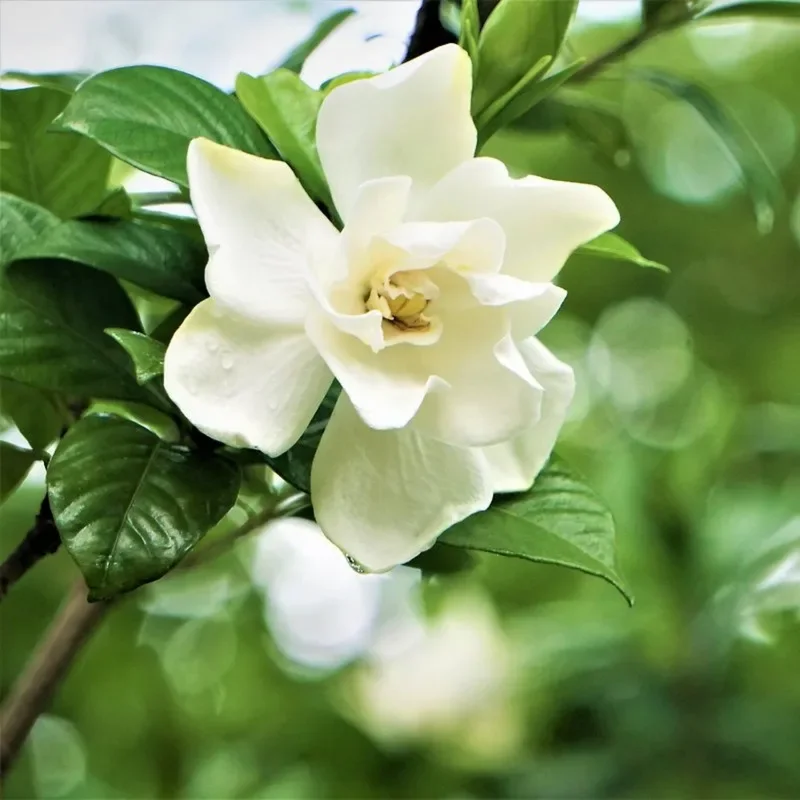 Climbing Jasmine Plant - Live Gardenia Vine, 4-9 Inch, Indoor Outdoor Houseplant