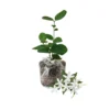 Star Jasmine Plant Live Flowering Vine 4-9 Inch Climbing Houseplant