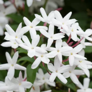 Star Jasmine Plant Live Flowering Vine 4-9 Inch Climbing Houseplant