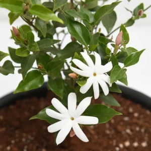 Star Jasmine Plant Live Flowering Vine 4-9 Inch Climbing Houseplant