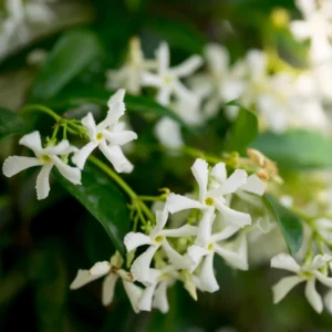 Star Jasmine Plant Live Flowering Vine 4-9 Inch Climbing Houseplant