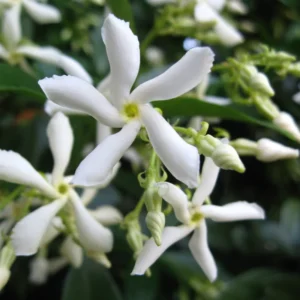 Star Jasmine Plant Live Flowering Vine 4-9 Inch Climbing Houseplant
