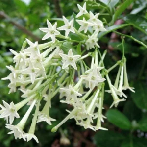 Night Blooming Jasmine Plant Live Fragrant Flowering Vine 4-9 Inch Well Rooted
