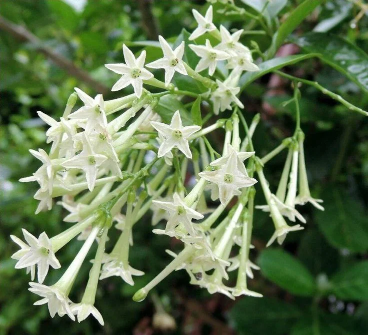 Night Blooming Jasmine Plant Live Fragrant Flowering Vine 4-9 Inch Well Rooted