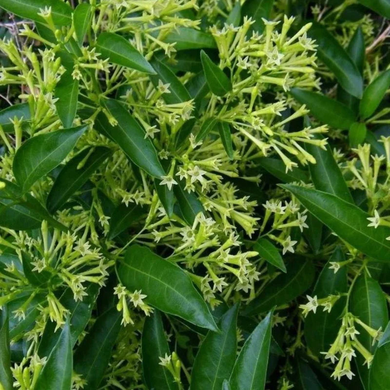 Night Blooming Jasmine Plant Live Fragrant Flowering Vine 4-9 Inch Well Rooted