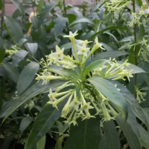 Night Blooming Jasmine Plant Live Fragrant Flowering Vine 4-9 Inch Well Rooted