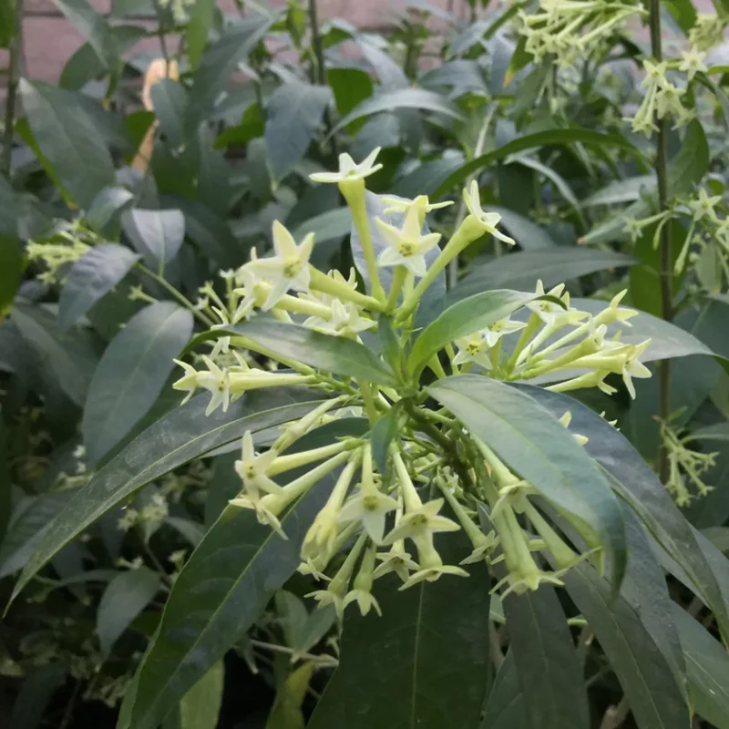 Night Blooming Jasmine Plant Live Fragrant Flowering Vine 4-9 Inch Well Rooted