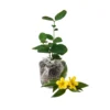 Yellow Jasmine Plant Live - Arabian Jasmine Flowering Vine 4-9 Inch - Well Rooted Climbing Houseplant