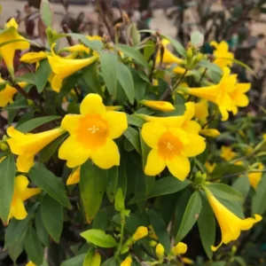 Yellow Jasmine Plant Live - Arabian Jasmine Flowering Vine 4-9 Inch - Well Rooted Climbing Houseplant