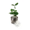 Jasmine Plant Live - Arabian Jasmine Flowering Vine - 4-9 Inch Houseplant