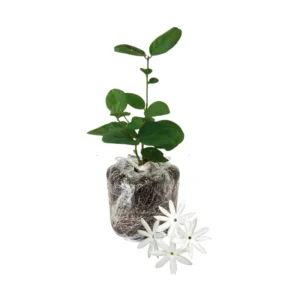 Jasmine Plant Live - Arabian Jasmine Flowering Vine - 4-9 Inch Houseplant