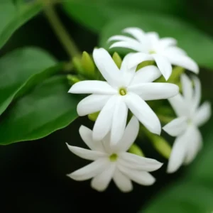Jasmine Plant Live - Arabian Jasmine Flowering Vine - 4-9 Inch Houseplant