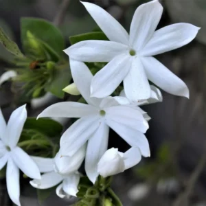 Jasmine Plant Live - Arabian Jasmine Flowering Vine - 4-9 Inch Houseplant