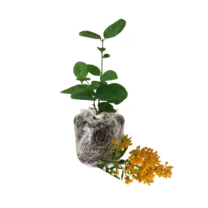 Orange Jasmine Plant Live - Fragrant Flowering Vine - 4-9 Inch Houseplant
