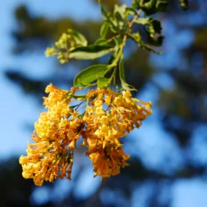Orange Jasmine Plant Live - Fragrant Flowering Vine - 4-9 Inch Houseplant