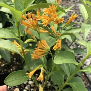 Orange Jasmine Plant Live - Fragrant Flowering Vine - 4-9 Inch Houseplant
