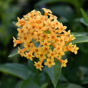 Orange Jasmine Plant Live - Fragrant Flowering Vine - 4-9 Inch Houseplant