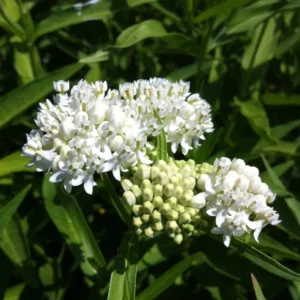White Butterfly Milkweed Live Plants - Pack of 2 Asclepias Tuberosa - Outdoor Garden Flowers