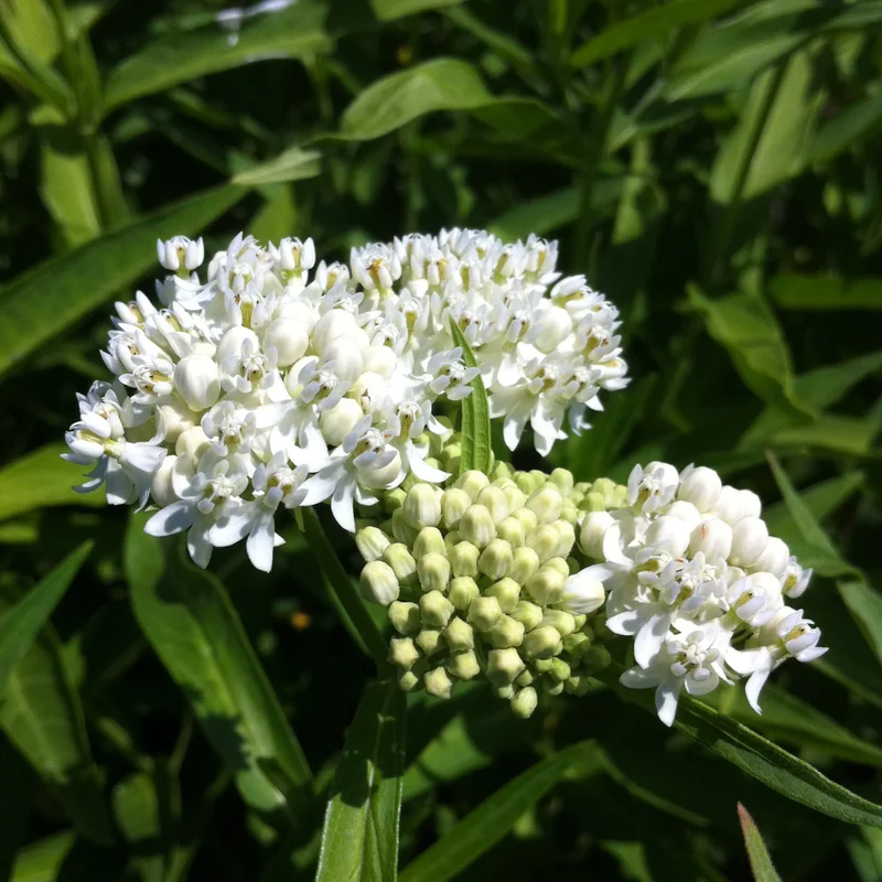 White Butterfly Milkweed Live Plants - Pack of 2 Asclepias Tuberosa - Outdoor Garden Flowers