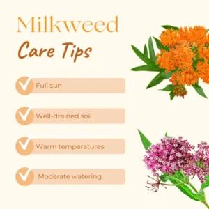 White Butterfly Milkweed Live Plants - Pack of 2 Asclepias Tuberosa - Outdoor Garden Flowers