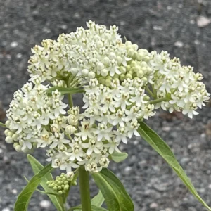 White Butterfly Milkweed Live Plants - Pack of 2 Asclepias Tuberosa - Outdoor Garden Flowers
