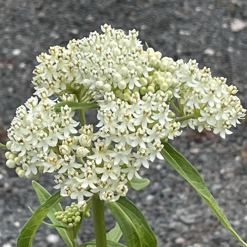 White Butterfly Milkweed Live Plants - Pack of 2 Asclepias Tuberosa - Outdoor Garden Flowers
