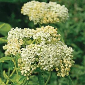 White Butterfly Milkweed Live Plants - Pack of 2 Asclepias Tuberosa - Outdoor Garden Flowers