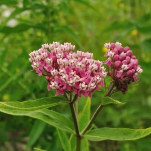 Pink Butterfly Milkweed Live Plants - Asclepias Tuberosa Perennial Flowers - 2 Pack - Garden Plants