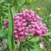 Pink Butterfly Milkweed Live Plants - Asclepias Tuberosa Perennial Flowers - 2 Pack - Garden Plants