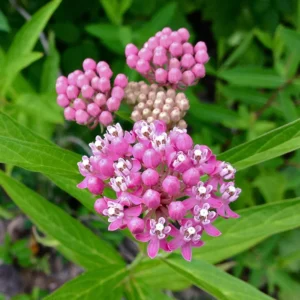 Pink Butterfly Milkweed Live Plants - Asclepias Tuberosa Perennial Flowers - 2 Pack - Garden Plants