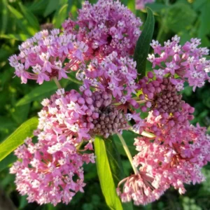 Pink Butterfly Milkweed Live Plants - Asclepias Tuberosa Perennial Flowers - 2 Pack - Garden Plants