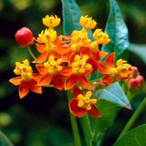 Red Butterfly Milkweed Live Plants - Pack of 2 Asclepias Tuberosa Perennial Flowers for Outdoor Garden