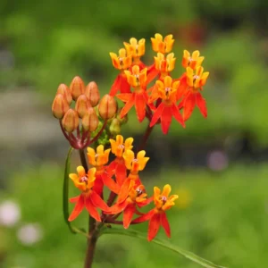 Red Butterfly Milkweed Live Plants - Pack of 2 Asclepias Tuberosa Perennial Flowers for Outdoor Garden