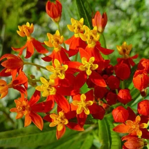 Red Butterfly Milkweed Live Plants - Pack of 2 Asclepias Tuberosa Perennial Flowers for Outdoor Garden