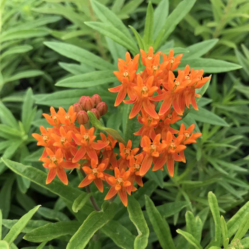 Orange Butterfly Milkweed Live Plants - Asclepias Tuberosa, Tropical Milkweeds, Perennial Flowers, 4-8 Inch, Pack of 2