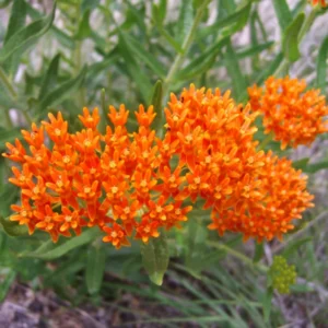 Orange Butterfly Milkweed Live Plants - Asclepias Tuberosa, Tropical Milkweeds, Perennial Flowers, 4-8 Inch, Pack of 2