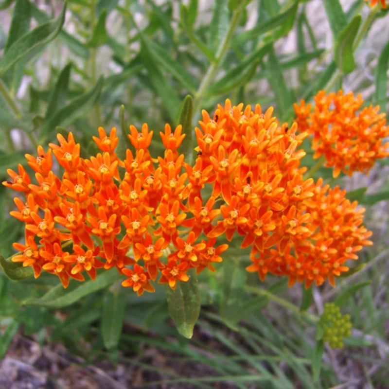 Orange Butterfly Milkweed Live Plants - Asclepias Tuberosa, Tropical Milkweeds, Perennial Flowers, 4-8 Inch, Pack of 2