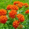 Orange Butterfly Milkweed Live Plants - Asclepias Tuberosa, Tropical Milkweeds, Perennial Flowers, 4-8 Inch, Pack of 2