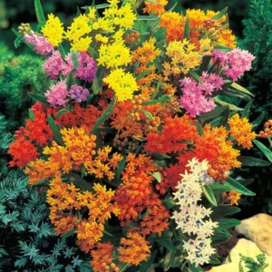 Butterfly Milkweed Plants - 2 Assorted Asclepias Tuberosa Perennial Flowers - Garden Ready