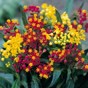 Butterfly Milkweed Plants - 2 Assorted Asclepias Tuberosa Perennial Flowers - Garden Ready